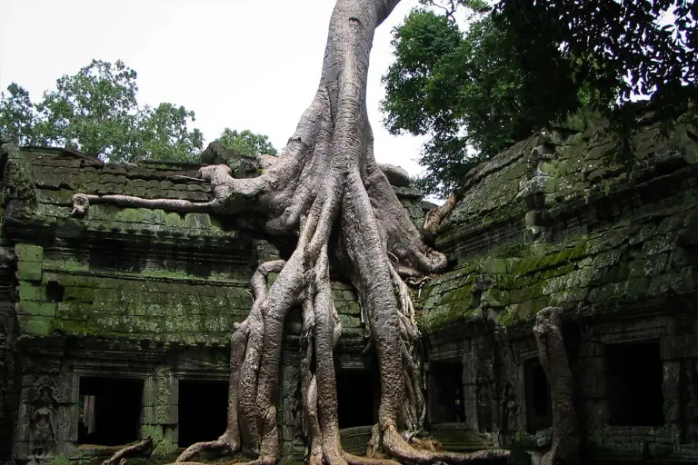 The Temple Engulfed By Trees In Cambodia 8