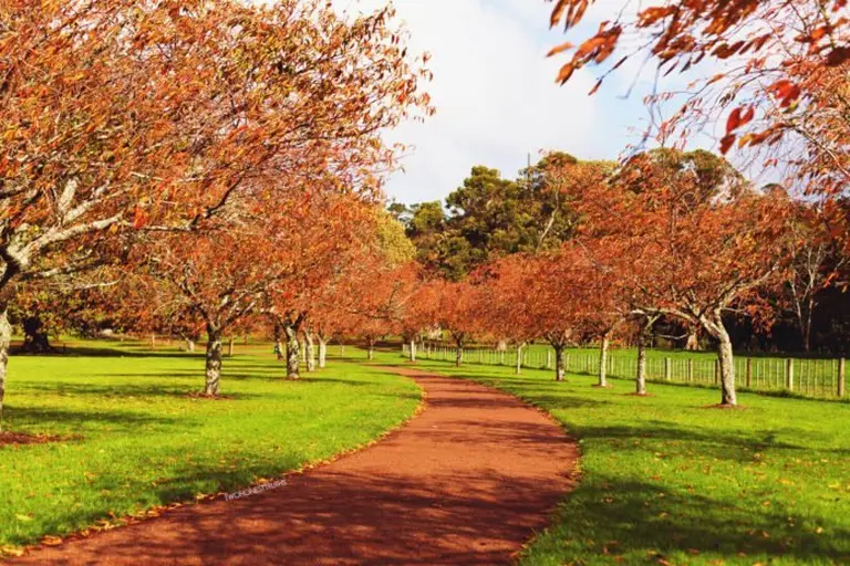 Auckland 7