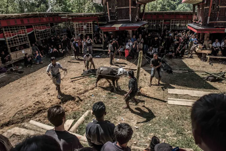 Living With The Dead In Indonesia 4