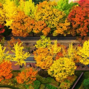 Where To Embrace Korea’s Stunning Autumn Foliage 1
