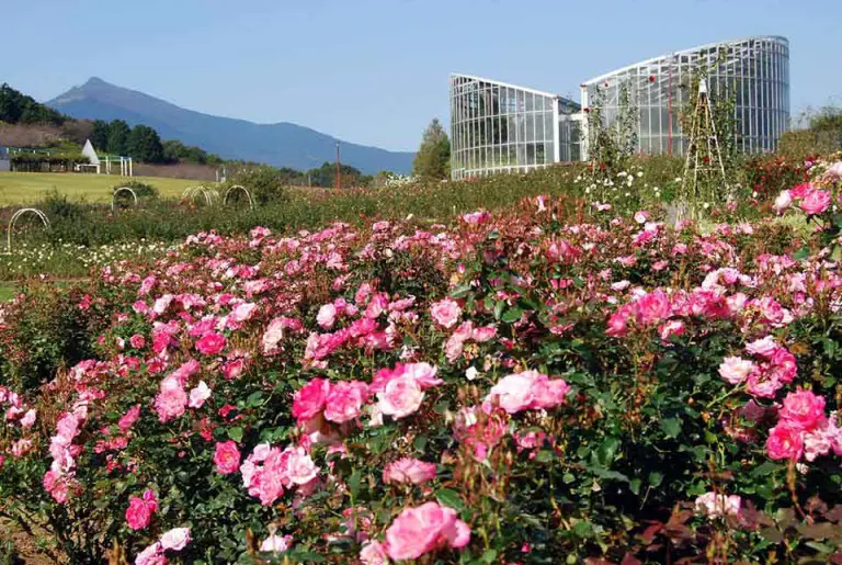 Discover Ibaraki, Japan – A Destination Full Of Endless Charm 3