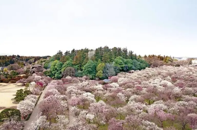 Discover Ibaraki, Japan – A Destination Full Of Endless Charm 4
