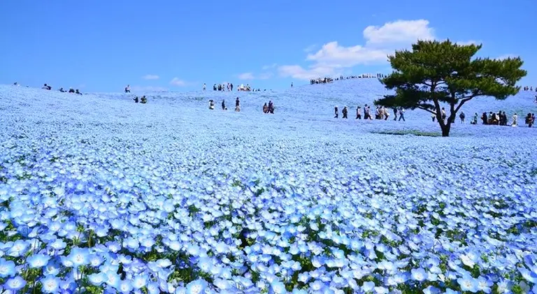 Discover Ibaraki, Japan – A Destination Full Of Endless Charm 5