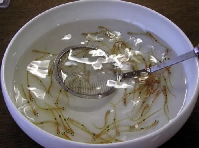 Japan And The Dishes That Look Like They Came Straight Out Of A Horror Movie 1