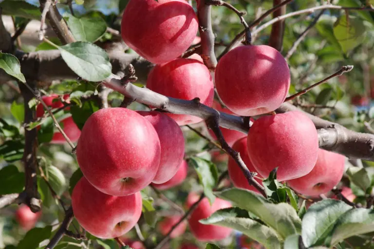 Visiting The Apple Orchards Of Aomori, Japan 1