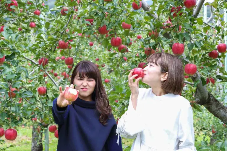 Visiting The Apple Orchards Of Aomori, Japan 2