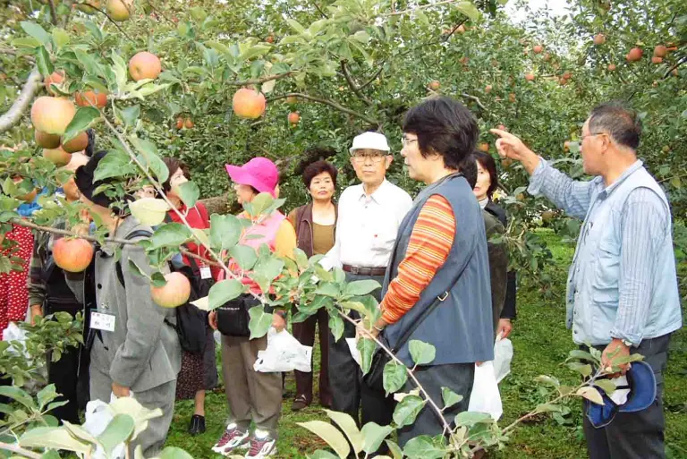 Visiting The Apple Orchards Of Aomori, Japan 3