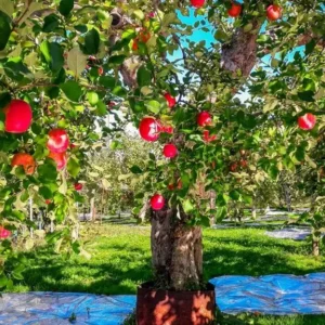Visiting The Apple Orchards Of Aomori, Japan