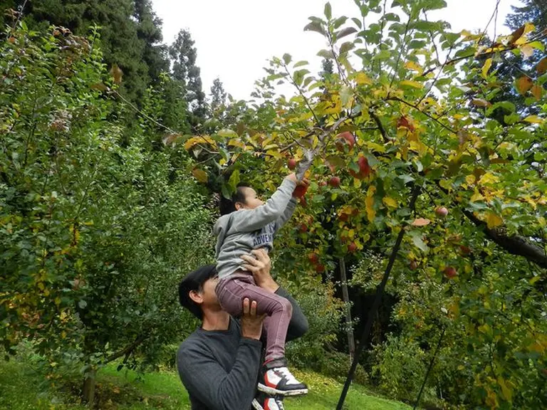 Visiting The Apple Orchards Of Aomori, Japan 4