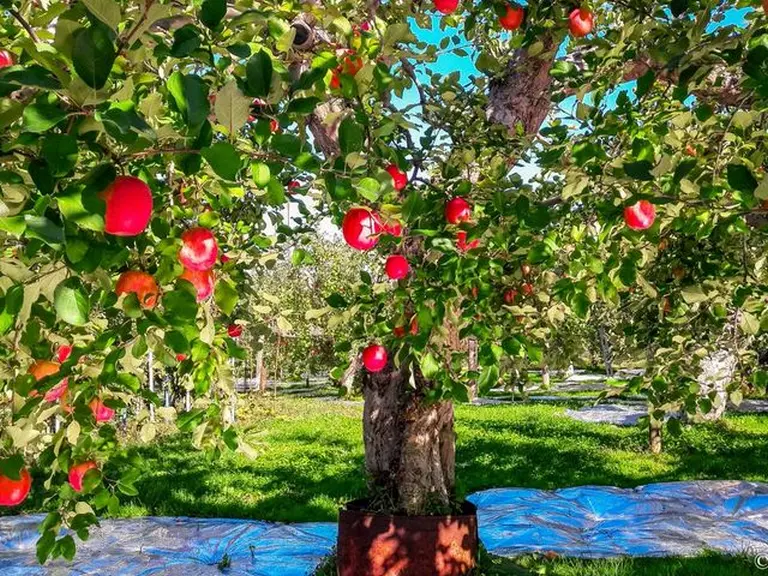 Visiting The Apple Orchards Of Aomori, Japan