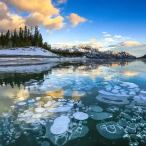 Winter Masterpiece From Frozen Bubbles At Abraham Lake