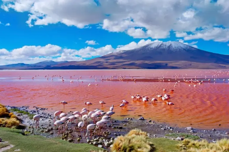 Laguna Colorada, Bolivia