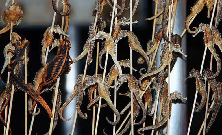 China’s Most Bizarre Dishes That Challenge Even The Bravest Foodies 5