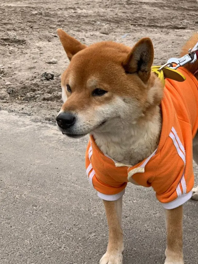 A Strange Sight In Japan 1