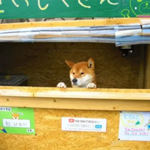 A Strange Sight In Japan