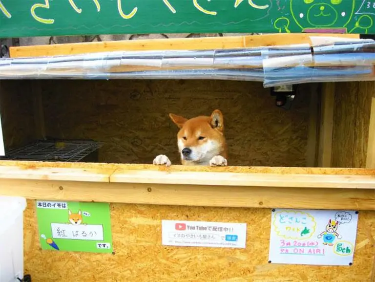 A Strange Sight In Japan