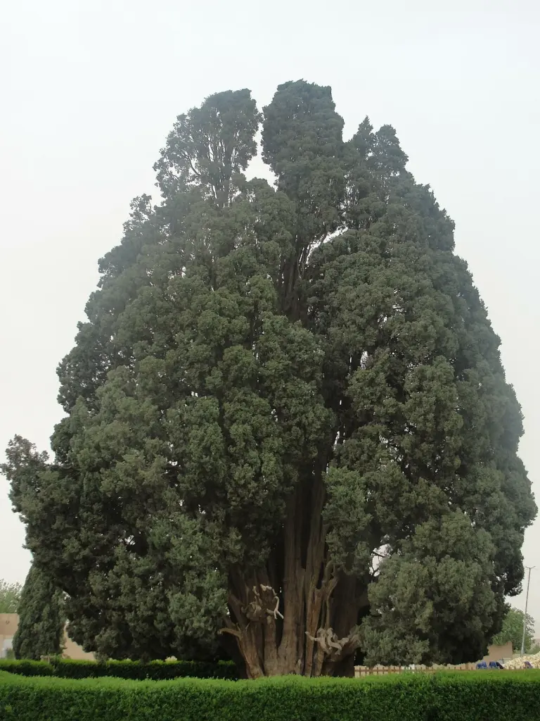 The Abarkuh Cypress