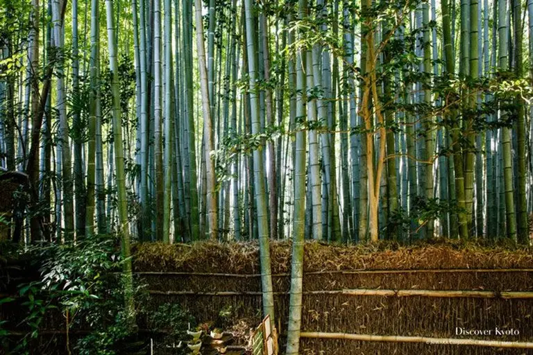 Spellbound By The Picture-perfect Beauty Of Japan’s Bamboo Grove 2