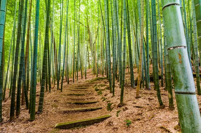 Spellbound By The Picture-perfect Beauty Of Japan’s Bamboo Grove 3
