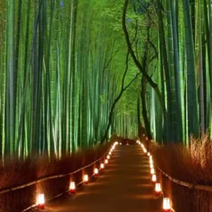 Spellbound By The Picture-perfect Beauty Of Japan’s Bamboo Grove