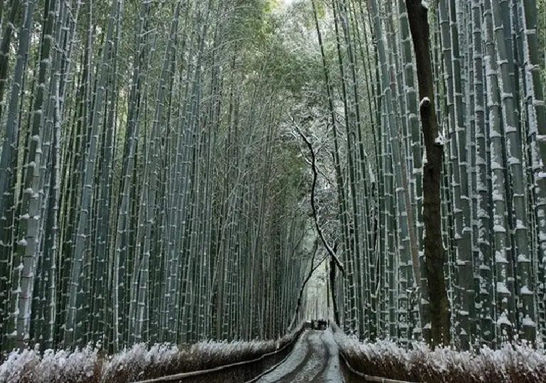 Spellbound By The Picture-perfect Beauty Of Japan’s Bamboo Grove 4