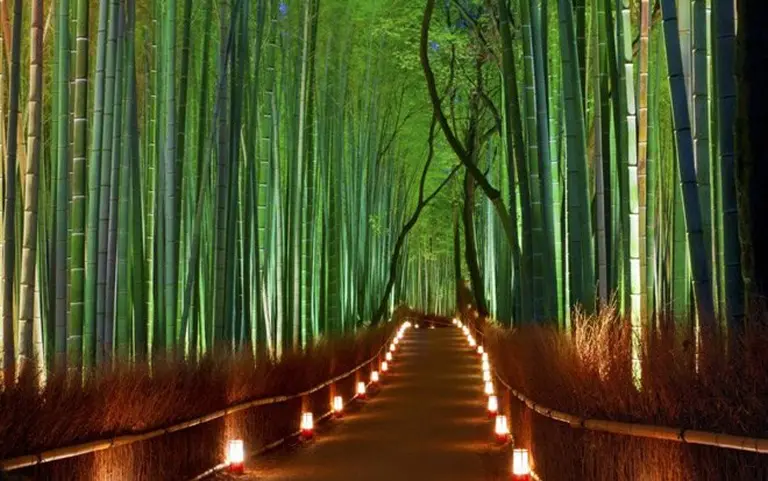 Spellbound By The Picture-perfect Beauty Of Japan’s Bamboo Grove
