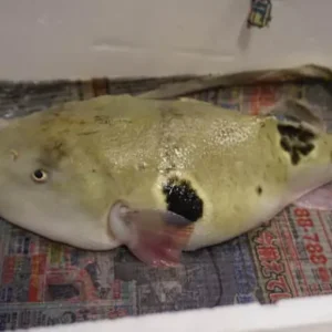 The Ugly Yet Deadly Fish That Costs Nearly $350 For A Tiny Piece
