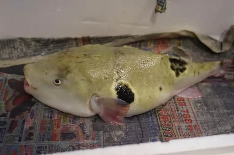 The Ugly Yet Deadly Fish That Costs Nearly $350 For A Tiny Piece