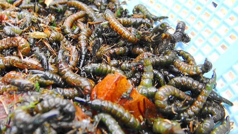 A Traditional Japanese Delicacy That Leaves Tourists “shivering” 1