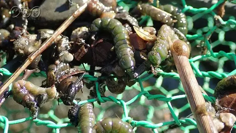 A Traditional Japanese Delicacy That Leaves Tourists “shivering” 2