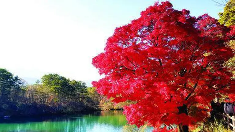 Fukushima’s Revival After The Double Disaster 1