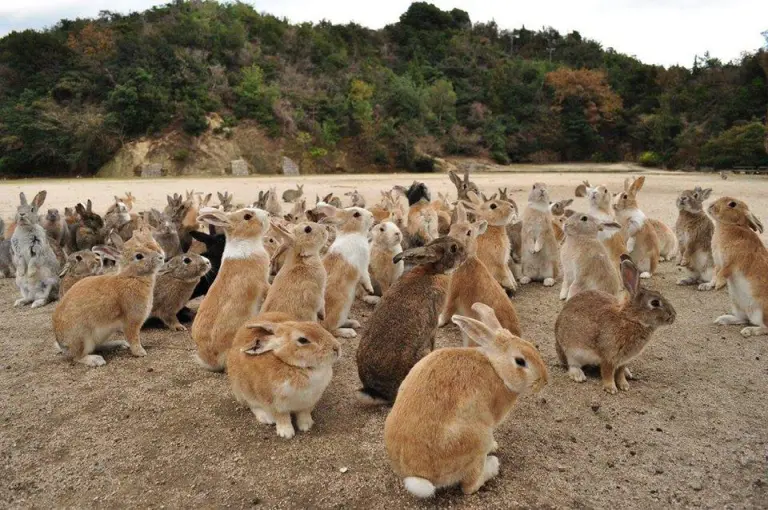 Immersed In Cuteness 3