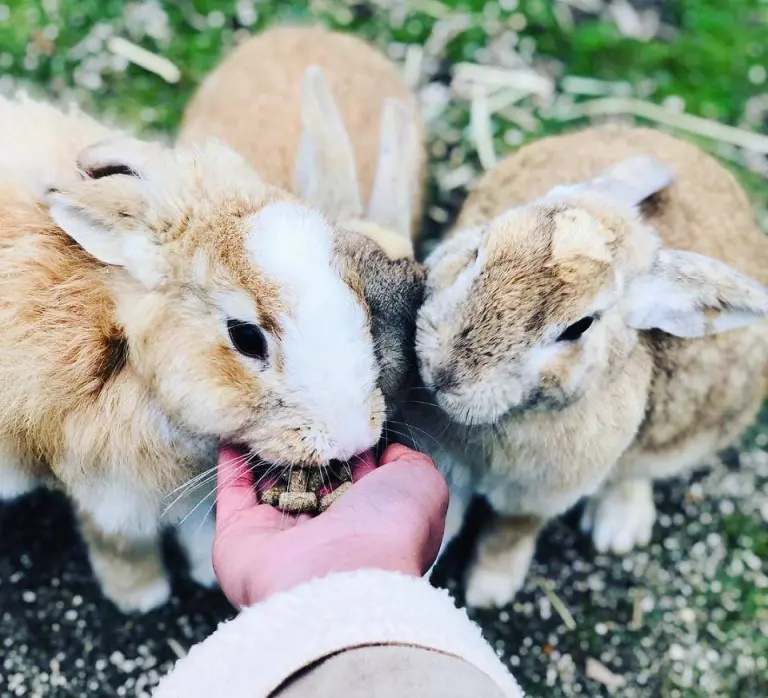 Immersed In Cuteness 4