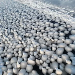 Thousands of 'Ice Eggs' Discovered on a Finnish Beach 1