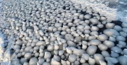 Thousands of 'Ice Eggs' Discovered on a Finnish Beach 1