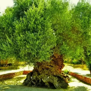 The Vouves Olive Tree – An Immortal Symbol Of Time And History