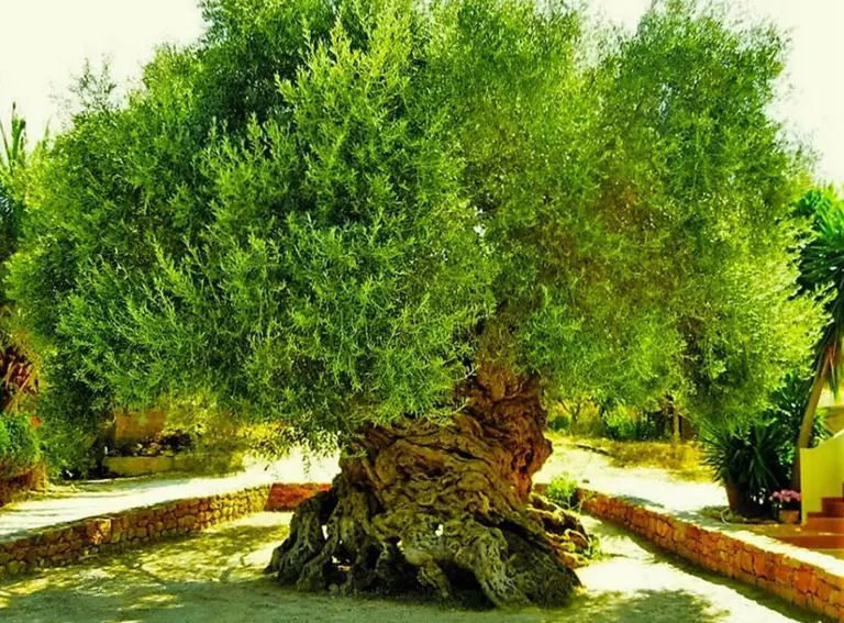 The Vouves Olive Tree – An Immortal Symbol Of Time And History