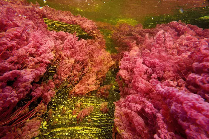 Cano Cristales 4