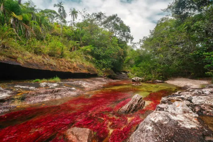 Cano Cristales 7