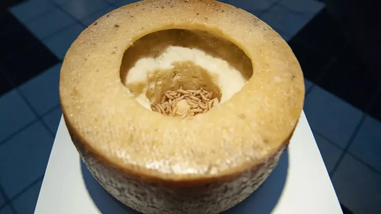 Casu Marzu 1