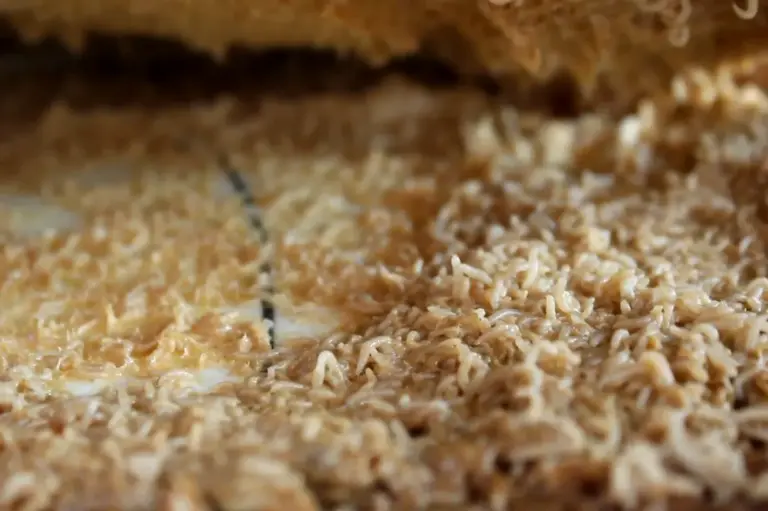 Casu Marzu 5