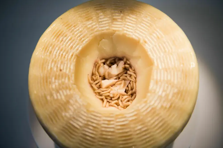 Casu Marzu 7