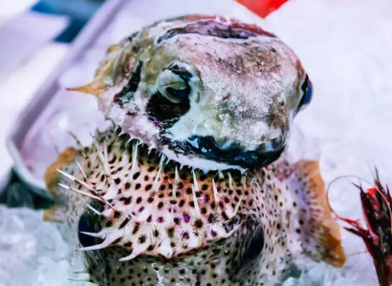 9 Most Bizarre Dishes On The Planet That Only The Brave Dare To Eat 2
