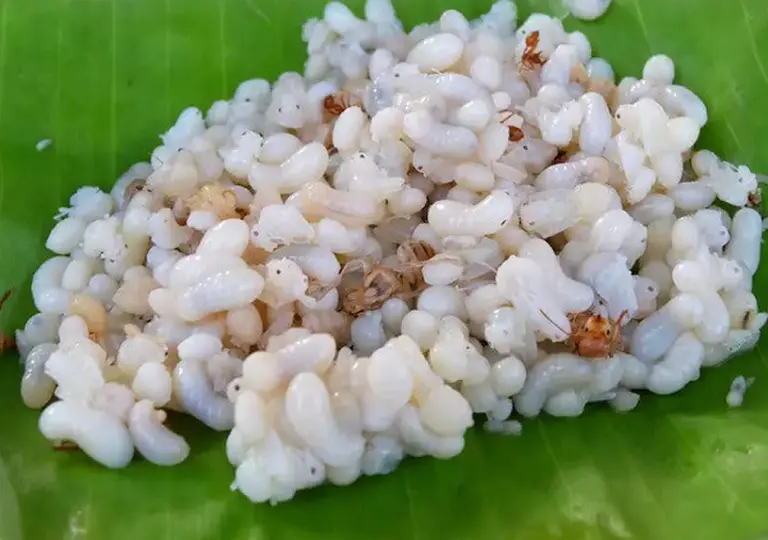 9 Most Bizarre Dishes On The Planet That Only The Brave Dare To Eat 5