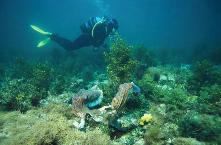 Discover Eyre Peninsula – Australia’s Hidden Coastal Paradise Full Of Unique Adventures 5