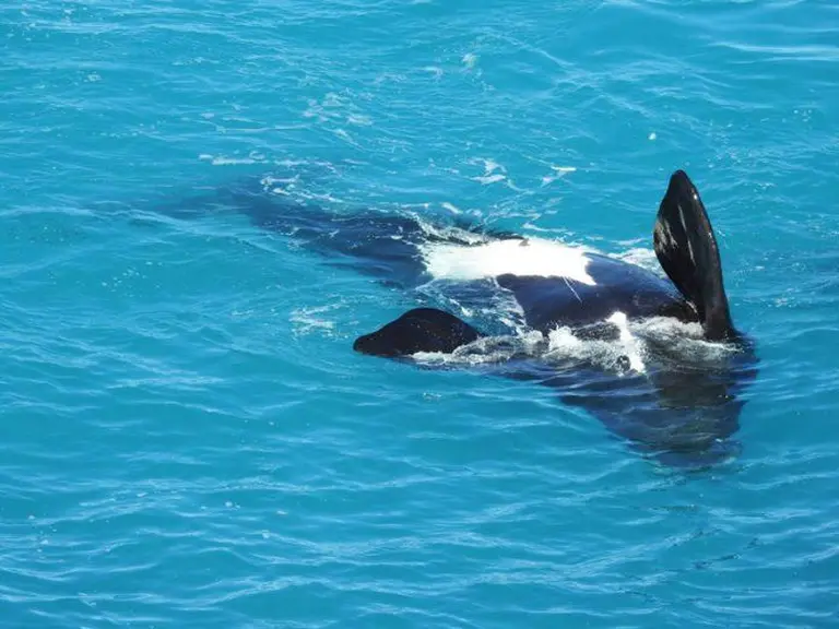 Discover Eyre Peninsula – Australia’s Hidden Coastal Paradise Full Of Unique Adventures 7