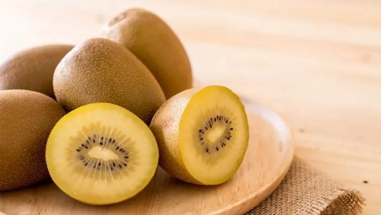 Discover New Zealand’s Ultimate Kiwifruit Orchard Experience! 1