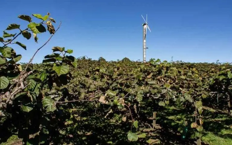 Discover New Zealand’s Ultimate Kiwifruit Orchard Experience! 10