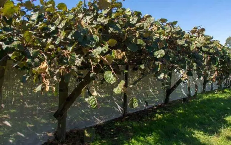 Discover New Zealand’s Ultimate Kiwifruit Orchard Experience! 11