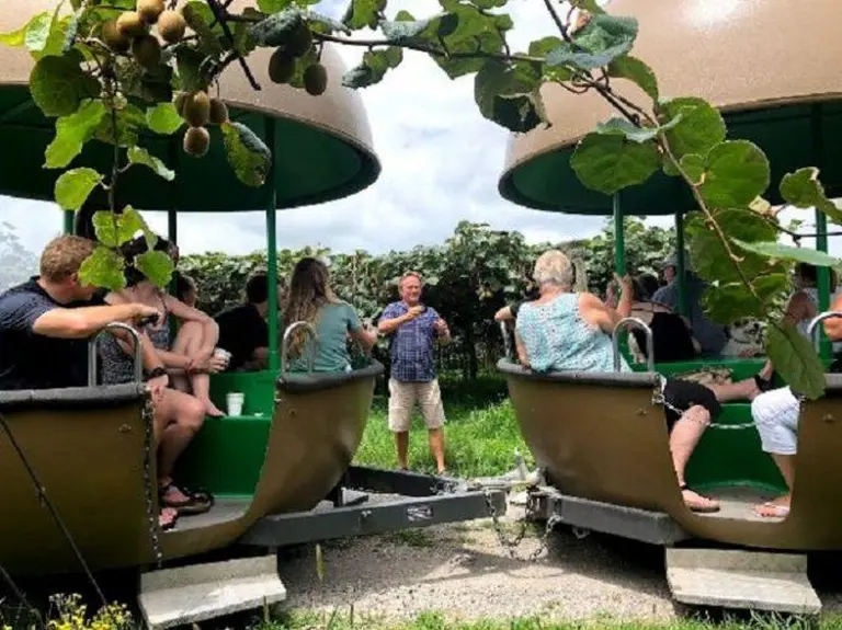 Discover New Zealand’s Ultimate Kiwifruit Orchard Experience! 14